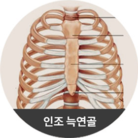 인조 늑연골