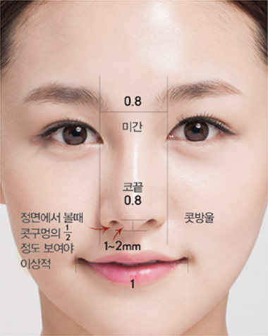 이상적인 콧방울의 폭과 위치 예시